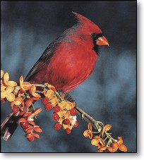 Cardinal