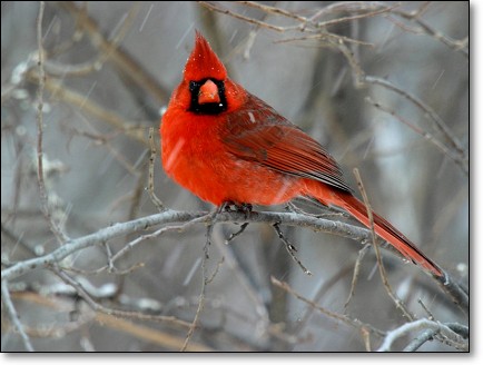 Cardinal