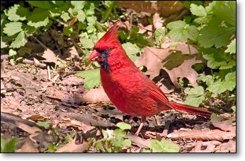 Cardinal
