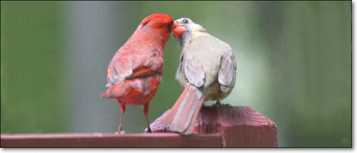 Cardinals