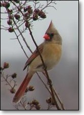 Cardinal