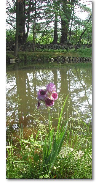 The Pond