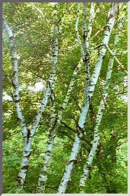 Picture of Birch Tree