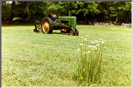 Tuft of Daisies and Tractor