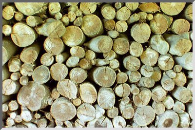 A Woodpile