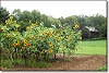 Sunflowers on the farm